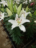 [5293 Severn No01.JPG]